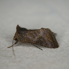 Thysanoplusia reticulata
