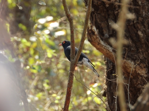 iNaturalist image