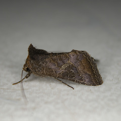 Thysanoplusia reticulata