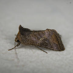 Thysanoplusia reticulata