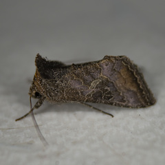 Thysanoplusia reticulata