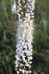 Eremurus tianschanicus, photograph (c) Dr. Alexey Yakovlev, some rights reserved (CC BY)