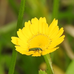 Psilothrix viridicoerulea