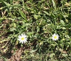 Aphanostephus skirrhobasis