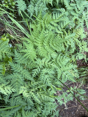 Chaerophyllum villarsii
