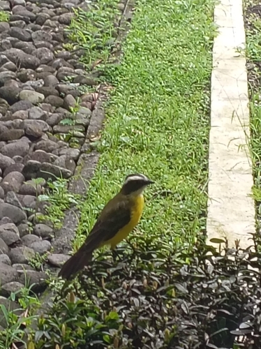 Social Flycatcher