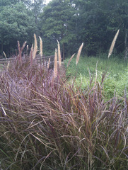 Cenchrus × cupreus