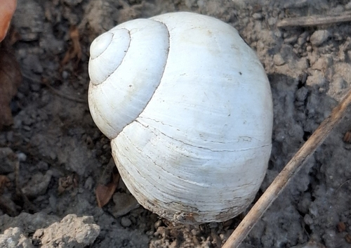 Helix lutescens