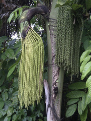 Caryota rumphiana