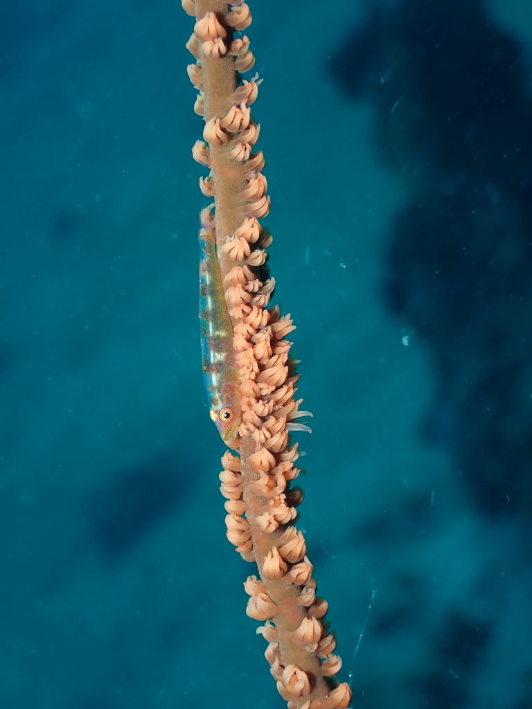 Sea-whip Goby