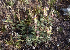Scutellaria przewalskii