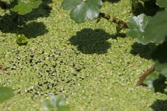 Lemna gibba