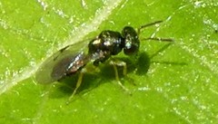 Pterygota