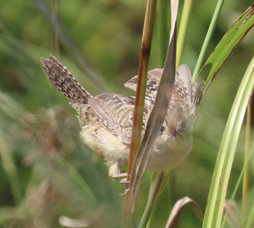 Sedge Wren