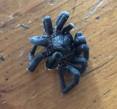Seqocrypta