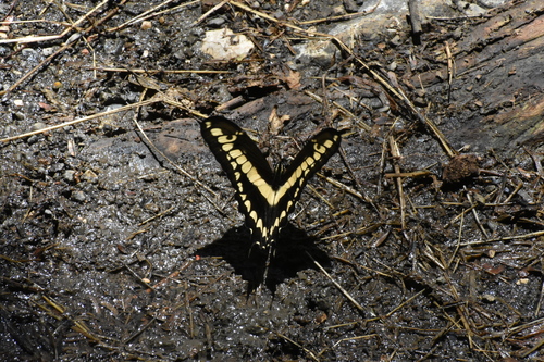 Thoas Swallowtail