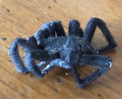 Seqocrypta