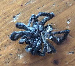 Seqocrypta