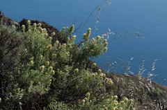 Castilleja grisea