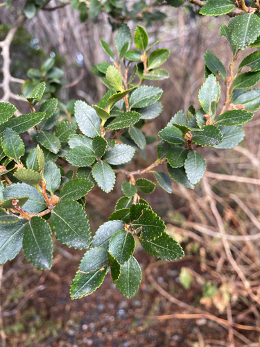 Nothofagus betuloides (Nothofagus betuloides)