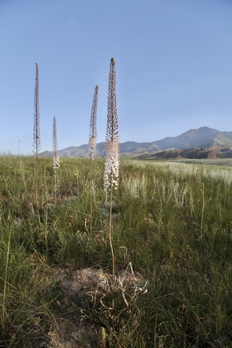 Eremurus tianschanicus, photograph 4