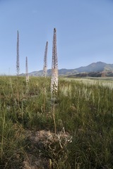 Eremurus tianschanicus, photograph (c) Dr. Alexey Yakovlev, some rights reserved (CC BY)