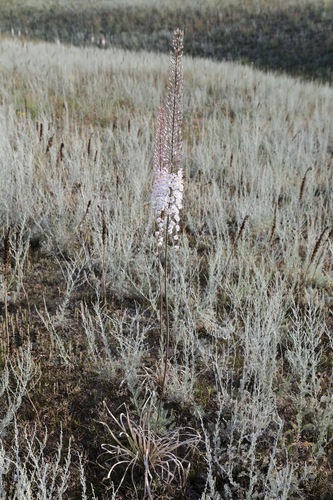 Eremurus tianschanicus, photograph 5