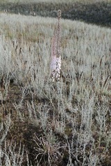 Eremurus tianschanicus, photograph (c) Dr. Alexey Yakovlev, some rights reserved (CC BY)