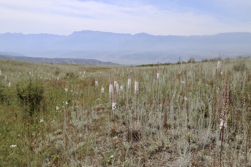 Eremurus tianschanicus, photograph 6