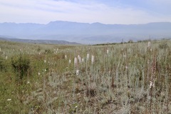 Eremurus tianschanicus, photograph (c) Dr. Alexey Yakovlev, some rights reserved (CC BY)