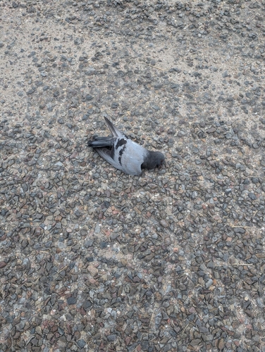 Feral Pigeon