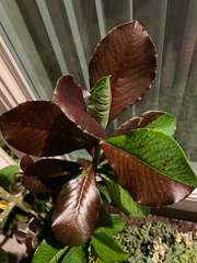 Euphorbia grantii