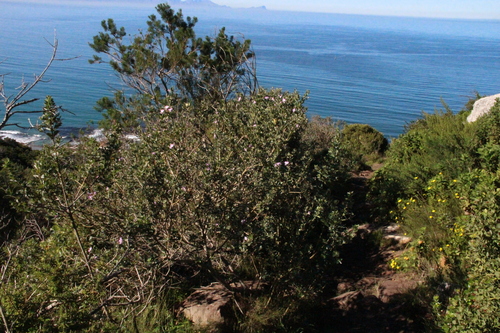 Podalyria calyptrata, photograph 3
