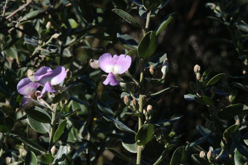 Podalyria calyptrata, photograph 5