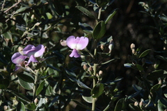 Podalyria calyptrata, photograph (c) Tony Rebelo, some rights reserved (CC BY-SA)
