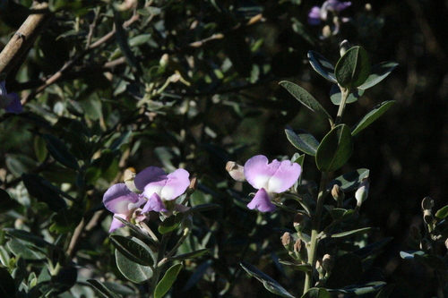 Podalyria calyptrata, photograph 4