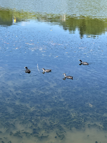 Eurasian Coot