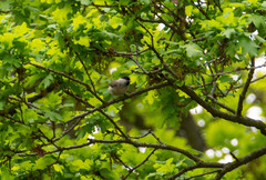 Poecile palustris
