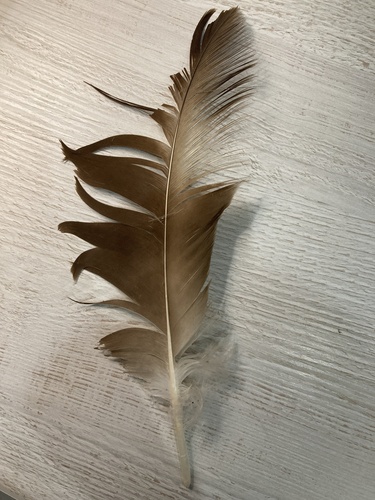Plume de Pygargue à queue blanche