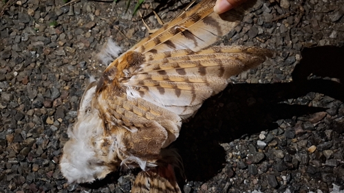 American Barn Owl