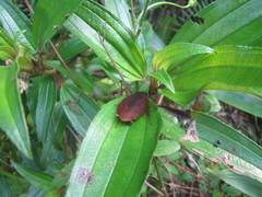 Rhabdoblatta marginata