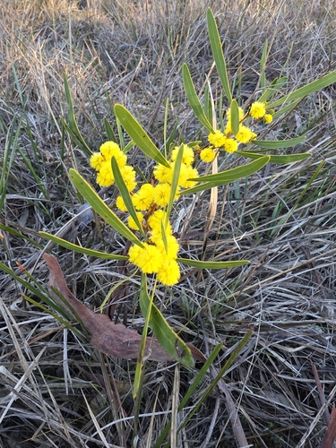 Acacia hakeoides observed 2026-08-07
