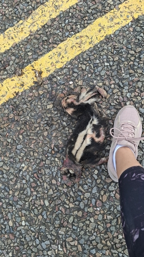 Striped Hog-nosed Skunk