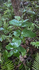 Wilkiea hugeliana, photograph (c) Petra Holland, some rights reserved (CC BY)