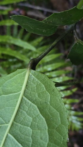 Wilkiea hugeliana, photograph 5
