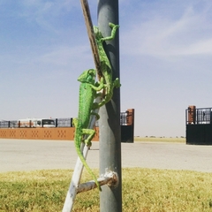 Chamaeleo africanus