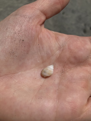 Nassarius perpinguis, 2026-08-07