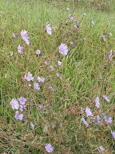 chicory
