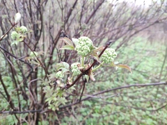 Sambucus racemosa