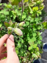 Thalictrum aquilegiifolium
